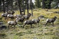 Rocky Mountain Bighorn Sheep Rams Royalty Free Stock Photo